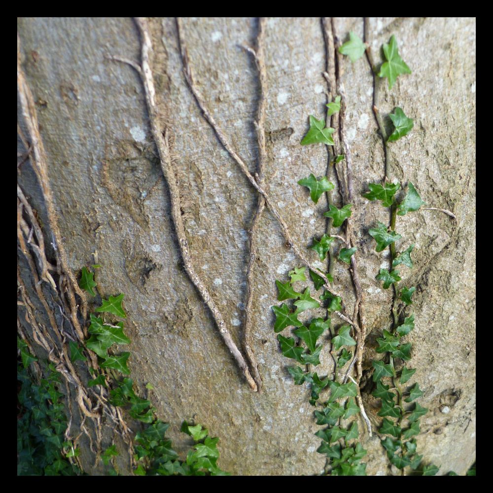 a close-up photograph of a beech tree trunk with some strands of ivy growing across it