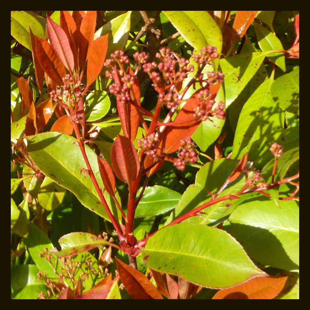a close up photo of a bush with mostly lime green leaves, with new growth coming in bright red
