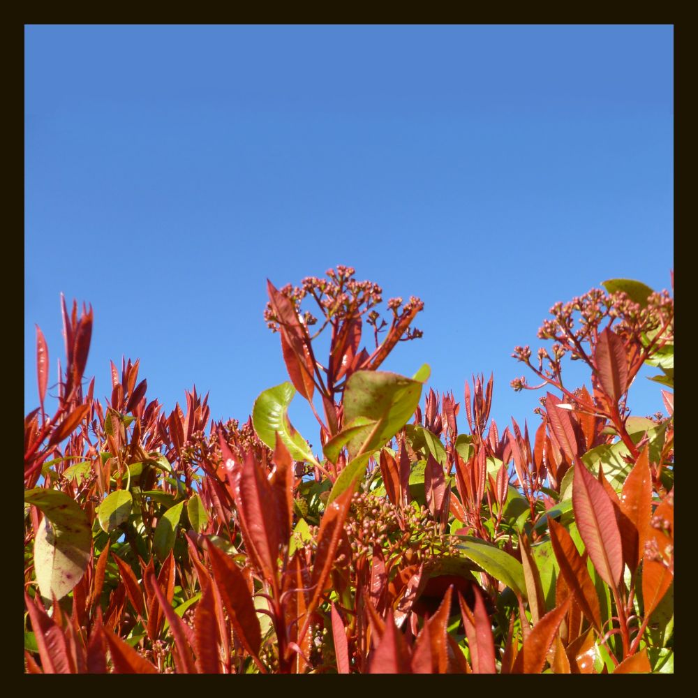 a zoomed out photo of a bush with mostly lime green leaves, with new growth coming in bright red