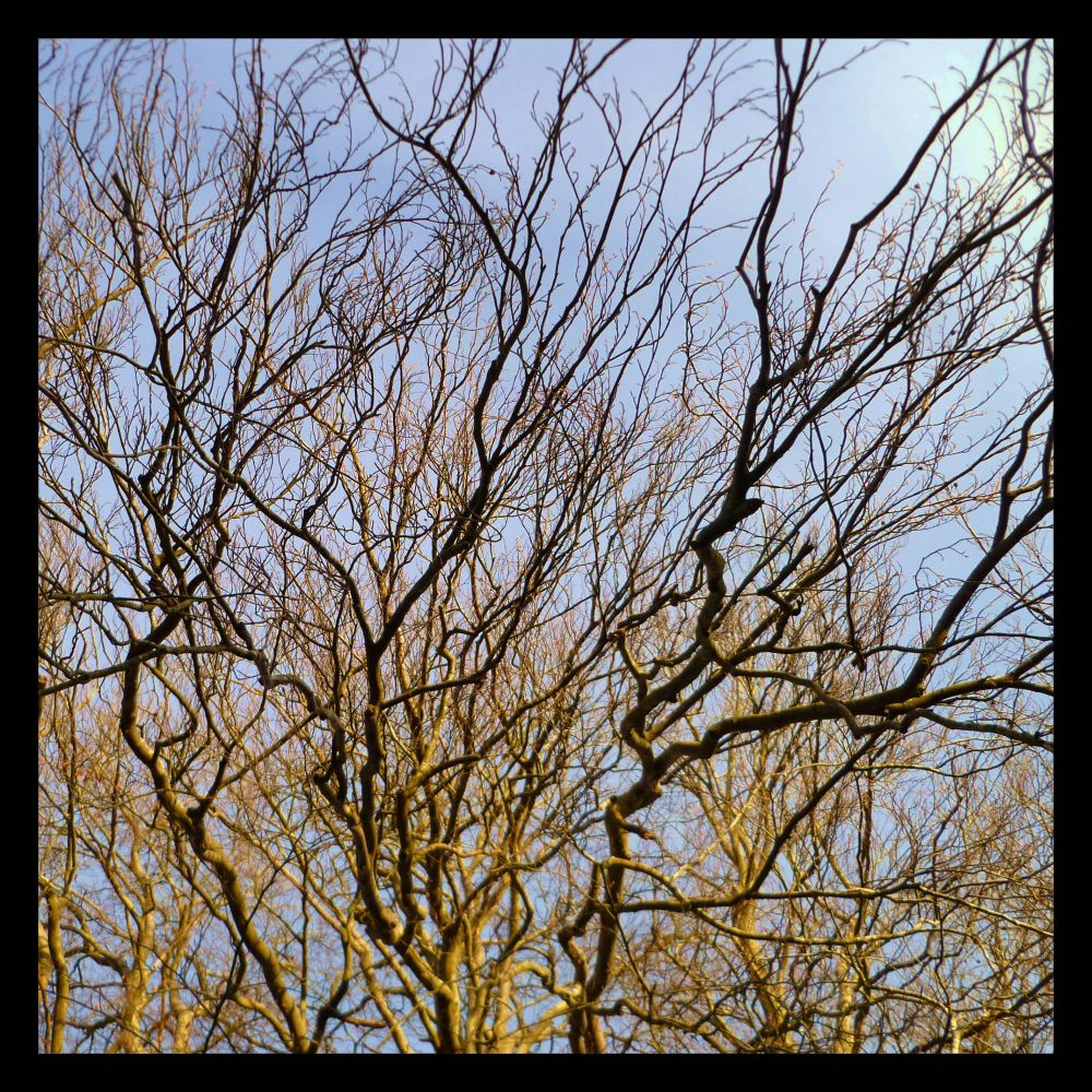 a close-up photograph of some yellow tree branches against a blue-grey sky