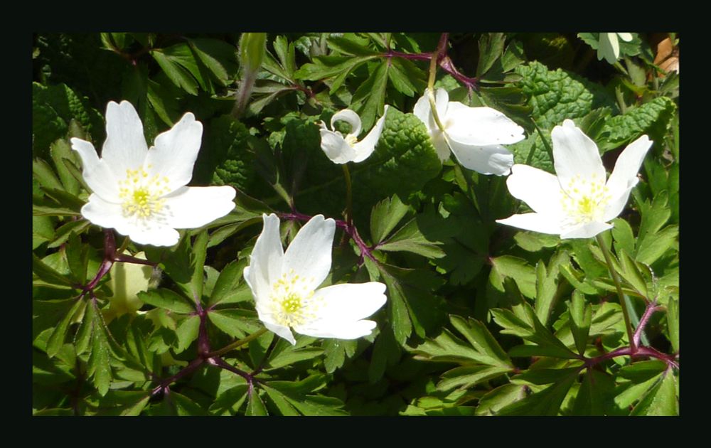 a close up photograph of the white, six-petaled flowers of wood anemone
