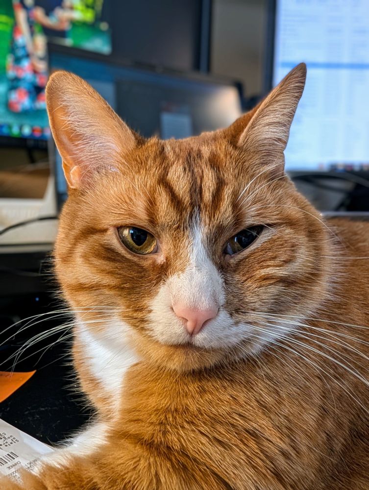 Orange and cream cat laying on a computer desk, looking forward and almost smiling as if he has a secret.