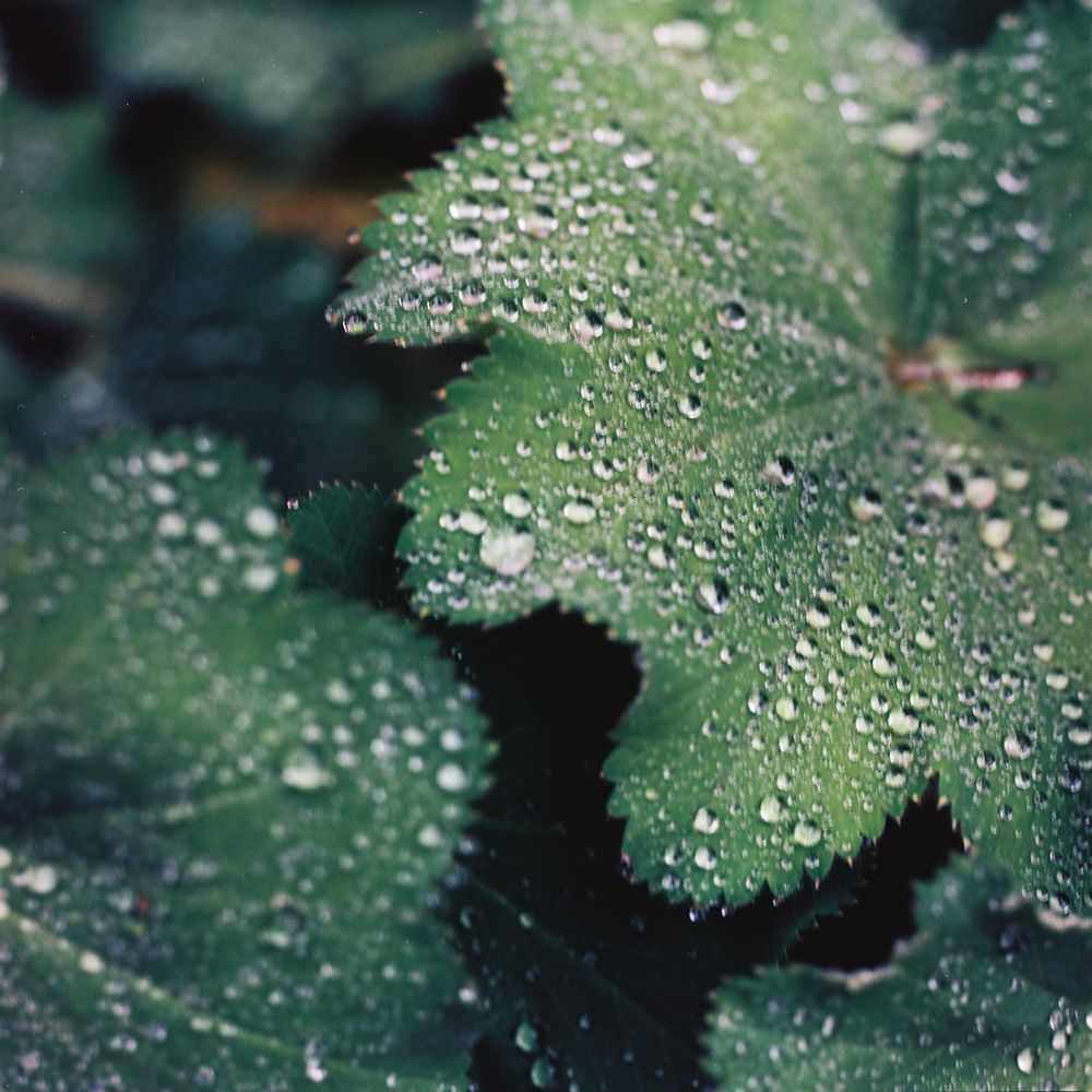 Close up photo of raindrops on Lady’s Mantle leaves.