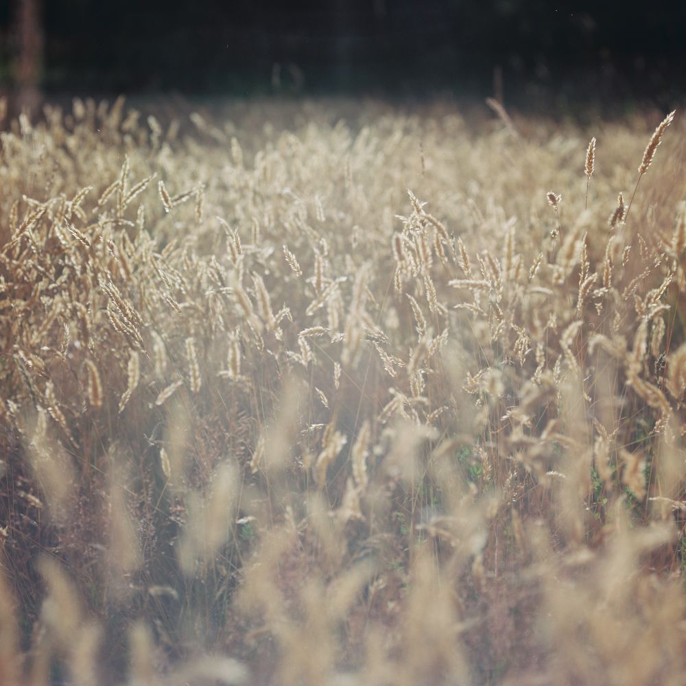 Golden grasses are bathed in warm late afternoon light.