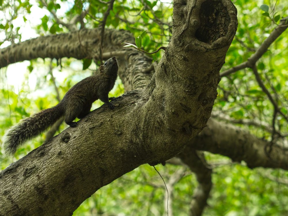 A squirrel pauses briefly on a tree branch and turns its head up to the sky.