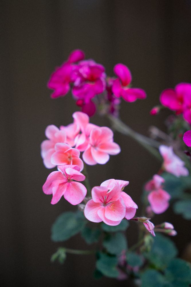 No idea what they are, but they are pretty pink flowers that seem to glow a bit at the edges