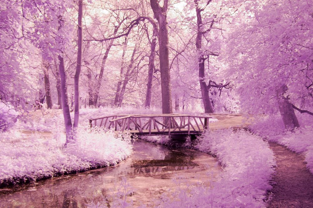 An infrared photo of a small bridge, with all the foliage being pink due to the reflected infrared light. Shot with a modified Nikon D70