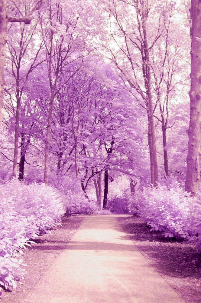 A photo of a path in the park, surrounded with pink foliage due to the reflected infrared. Made with a modified Nikon D70