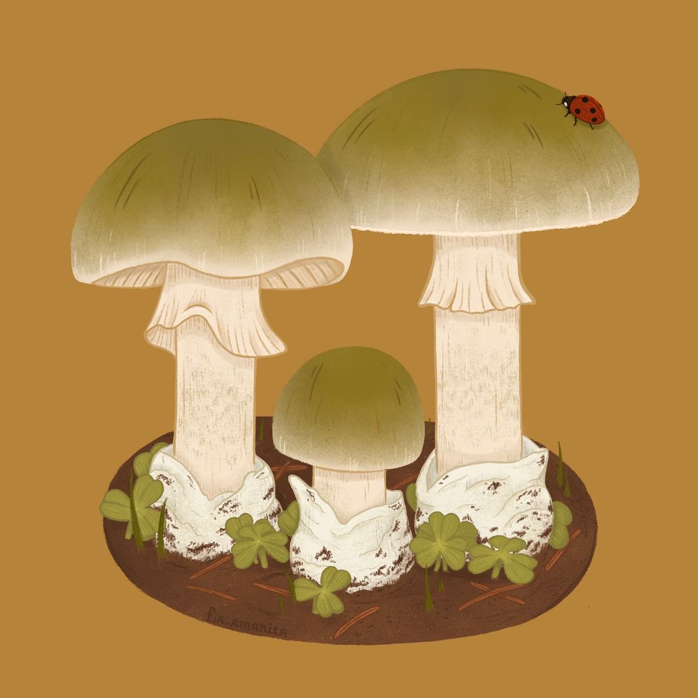 Illustration of three deathcap (amanita phalloides) mushrooms. Each single one is in a different stage of growing. They are on a little patch of brown soil and there are some clovers, grass and pine needles on the ground. On top of one of the mushrooms is a little ladybug. The background is a warm yellow color. 