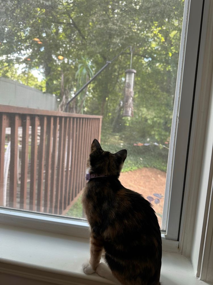 A kitten looking out the window at a birdfeeder 