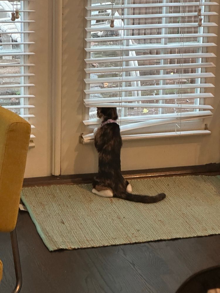A kitten looking through blinds at the rain