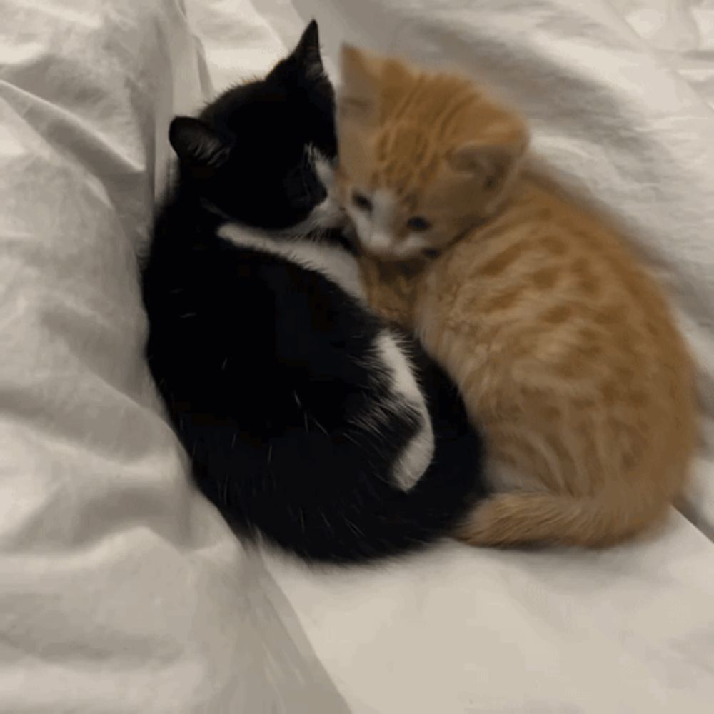 two kittens are hugging each other on a white blanket