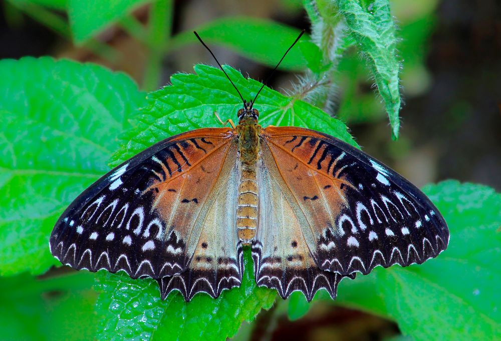 Butterfly opens wings to reveal symmetrical patterns.