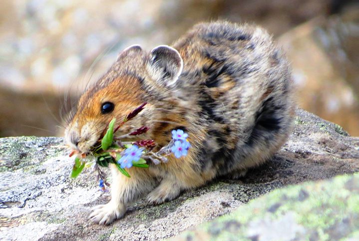 A field mouse carries flowers and plants in its mouth as a possible offering to its mate.
