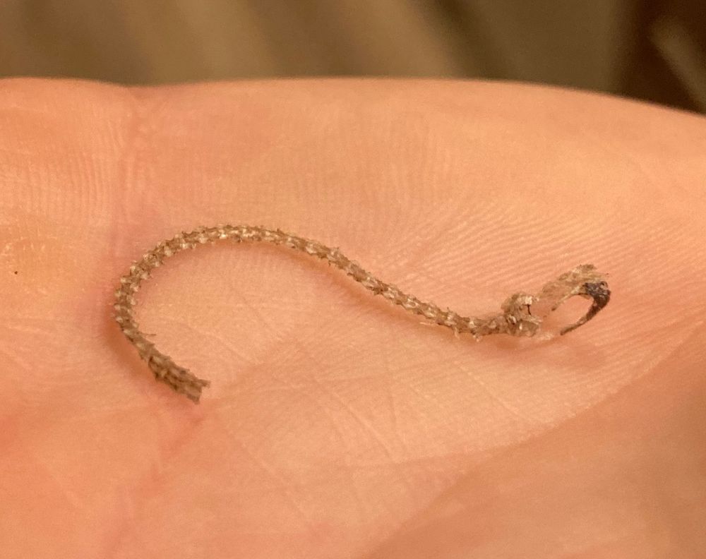 A tiny, tan-colored snake skeleton consisting of many attached vertebrae and a very small snake skull, on top of a human hand. Zoomed in so far you can see the human hand print ridges.