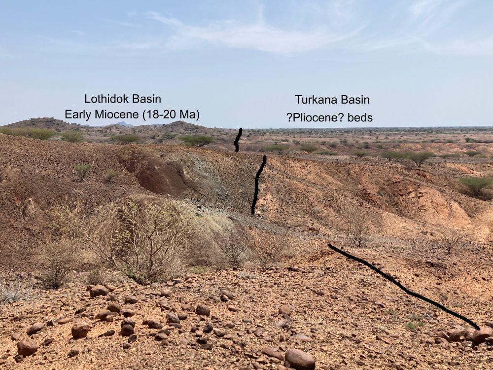 Outcrops of red and gray sedimentary rocks on the left, and orange-beige sedimentary rocks on the right, separated by black lines drawn by me. Hills and a distant mountain (Losidok) are visible on the left, flat plains visible on the right. Desert scrub and acacia are present on the landscape. The left strata are labeled "Lothidok Basin, Early Miocene (18-20 Ma)". Strata on the right are labeled "Turkana Basin, ?Pliocene? beds".