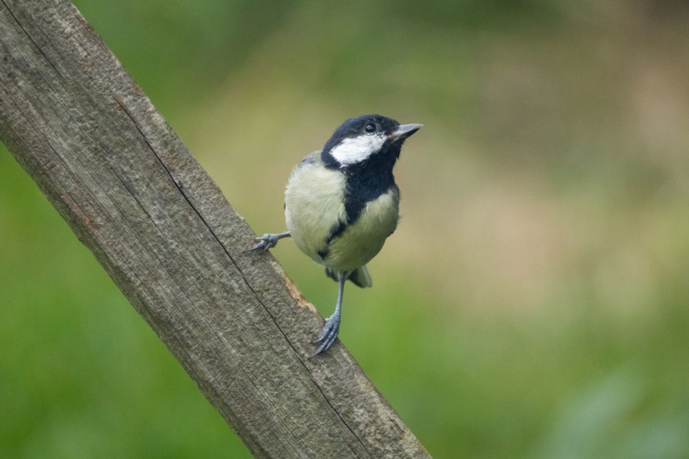 A great tit standing on a diagonal wooden pole