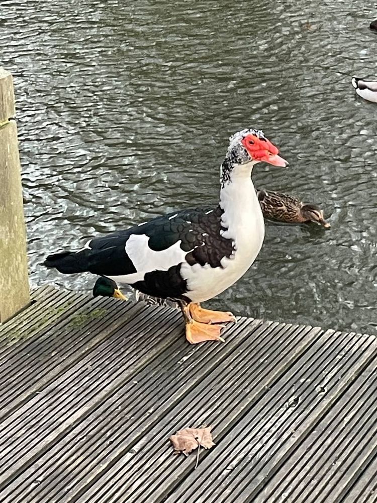 Muscovy duck (domesticated)
