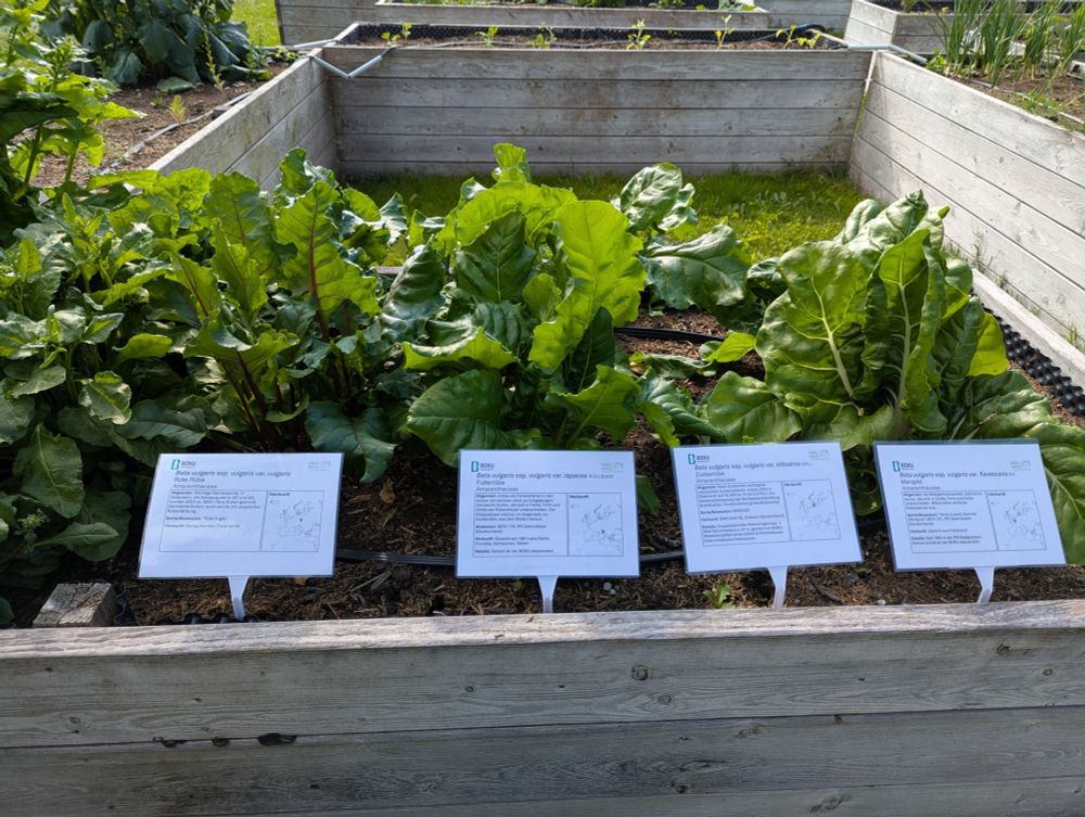 cultivated beets