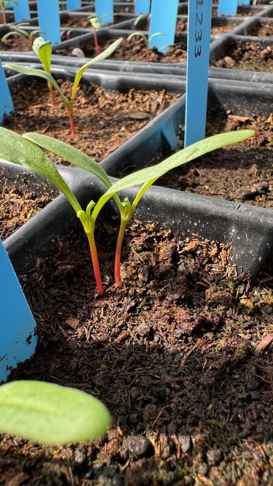 Freshly sprouted wild beets, with small, tender leaves emerging from the soil.