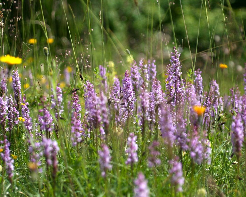 Purple orchids among the grass