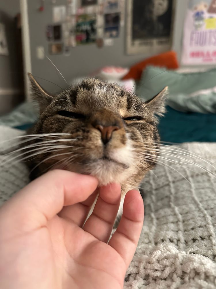 same photo but the cats eyes are closed 