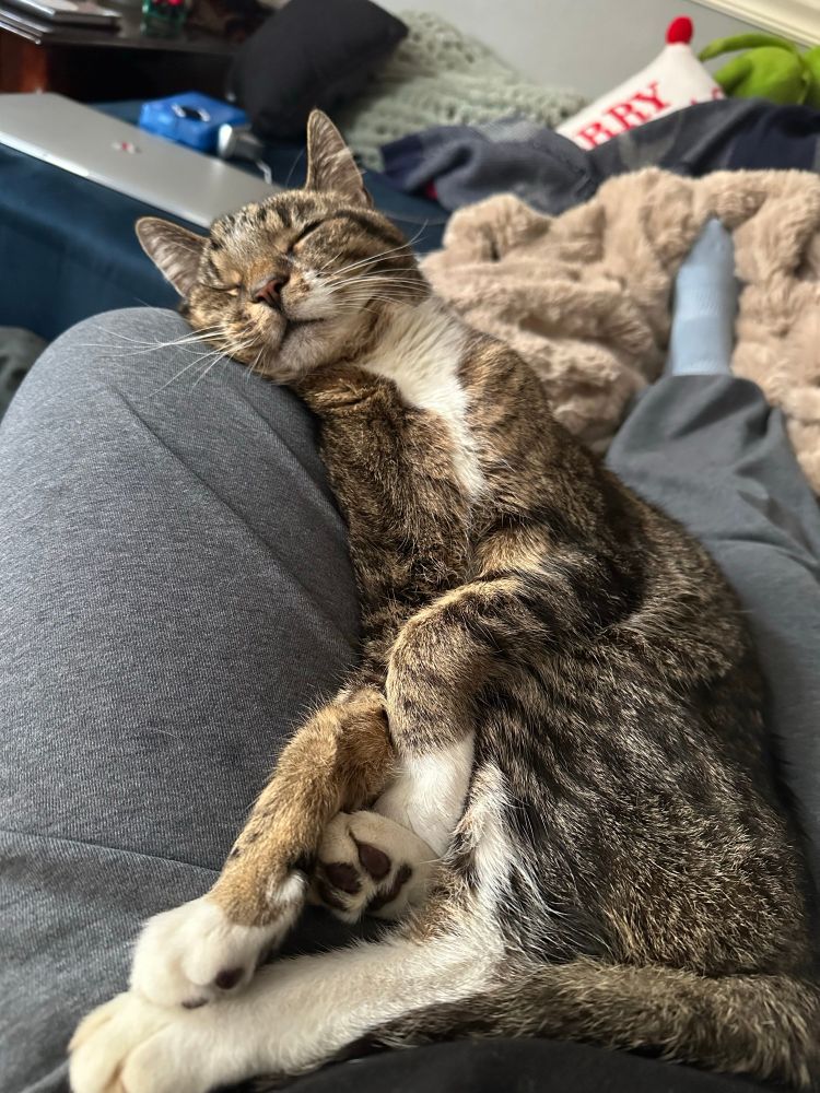 domestic short hair tabby cat laying scrunched up in my lap. same picture at a slightly different angle. his head is rested on my knee, he’s snoozing. 