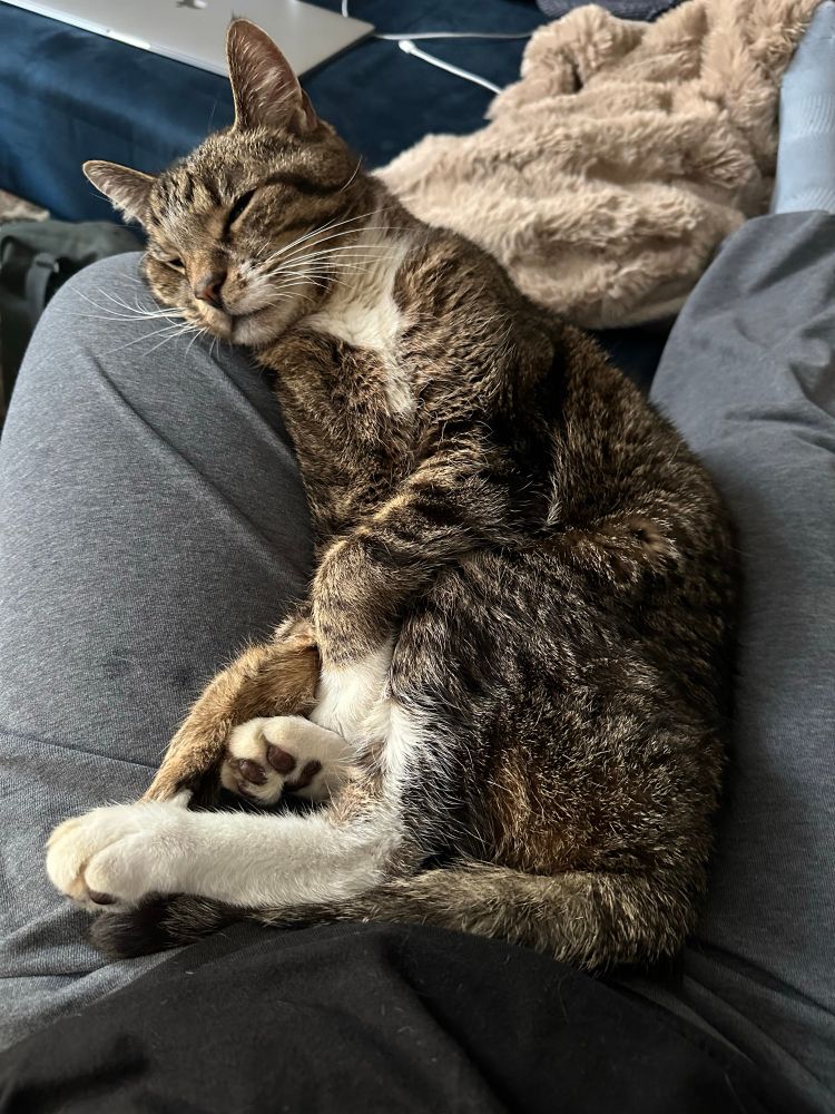 domestic short hair tabby cat laying scrunched up in my lap. he’s in an awkward floppy rag doll position but he’s very comfortable 