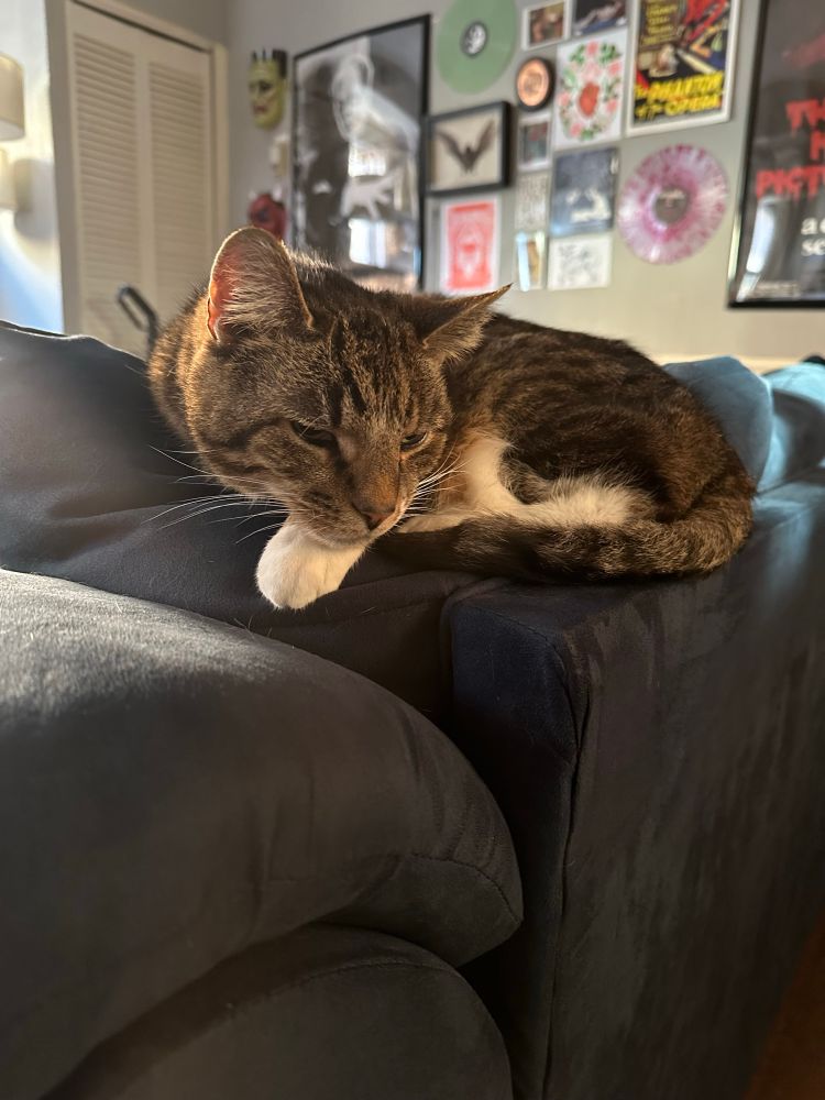 short hair tabby cat curled up on the back of a sofa 