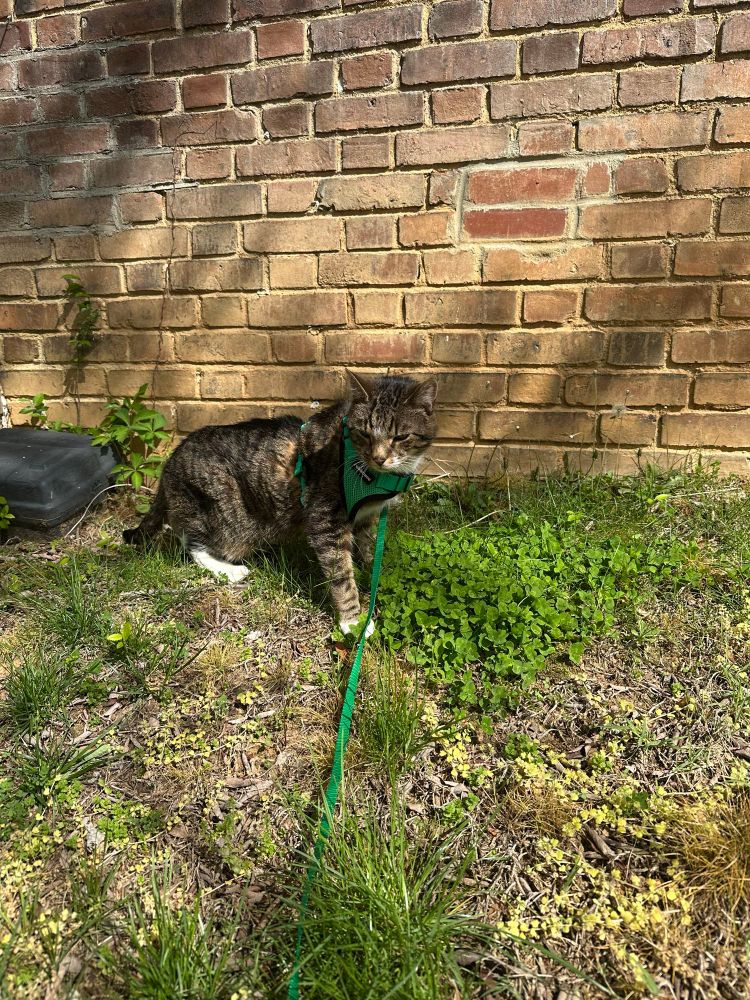 tabby cat on grass in front of a brick wall. he’s wearing a bright green harness 