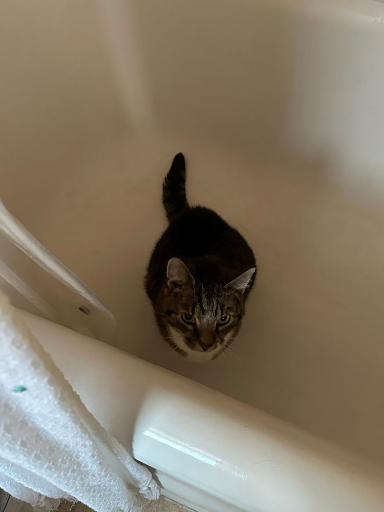 tabby cat in an empty bathtub 