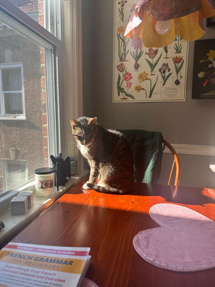 tabby cat sitting on a table basking in the sunlight 