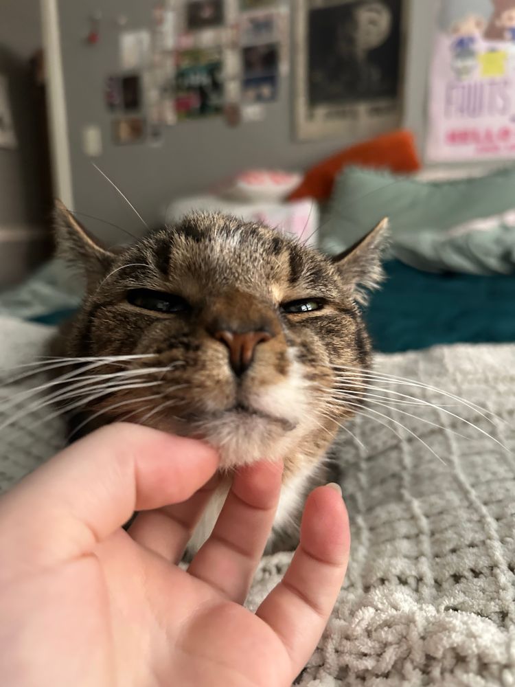 a close up photo of my hand scratching under the chin of my beloved tabby cat, dallas. 