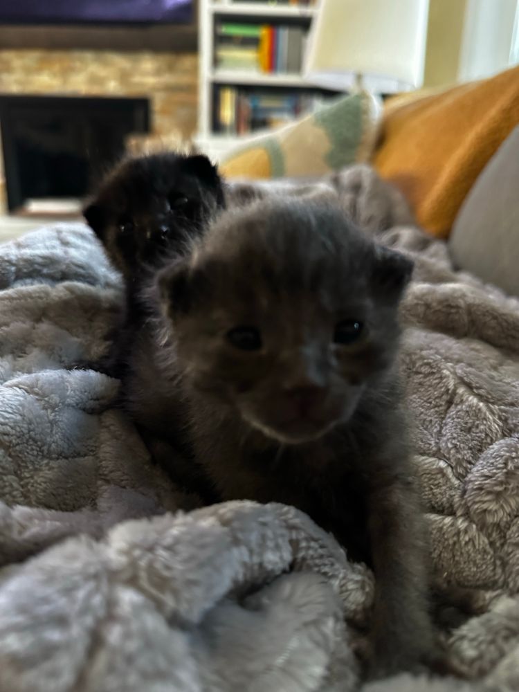 2 week old kittens, 1 grey 1 black.