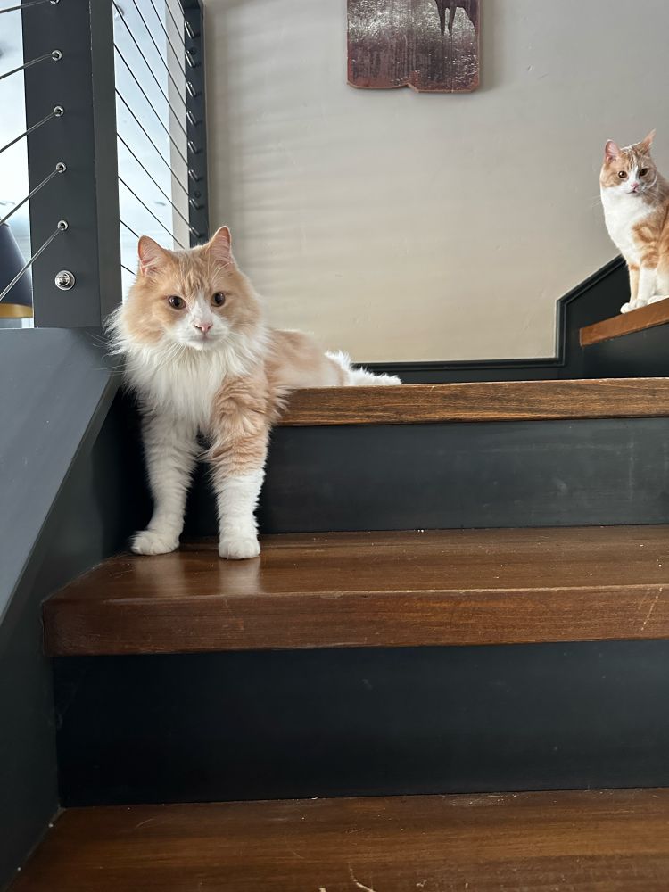 Two orange and white cats on a staircase. One is sitting half on and half off the top step.