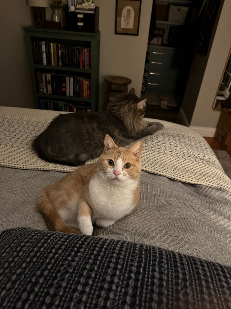 A tiny orange and white cat laying on a bed in front of a very large grey tabby.