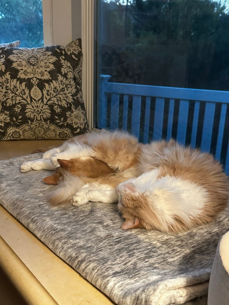 Two orange tabby cats spooning on a grey blanket in a bay window.