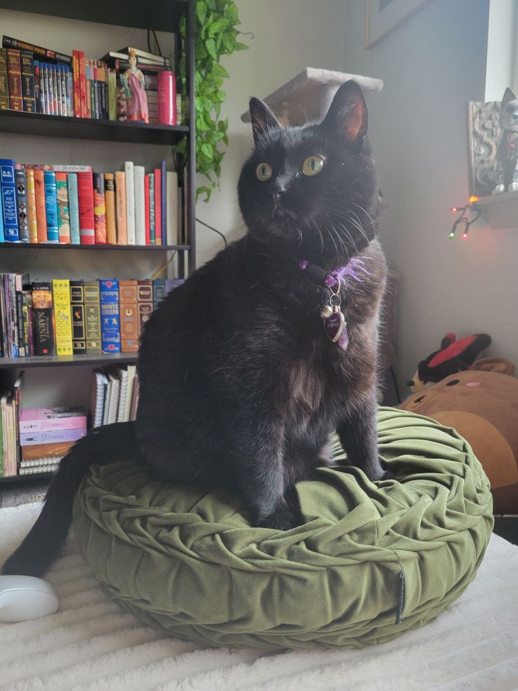 A black cat with a purple collar is sitting on a tufted green pillow in front of a bookshelf and looking to the upper left. 