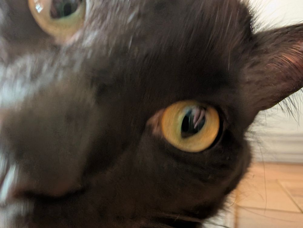 close-up of a black cat looking into the camera that's slightly blurry. (it's very derpy looking lol)