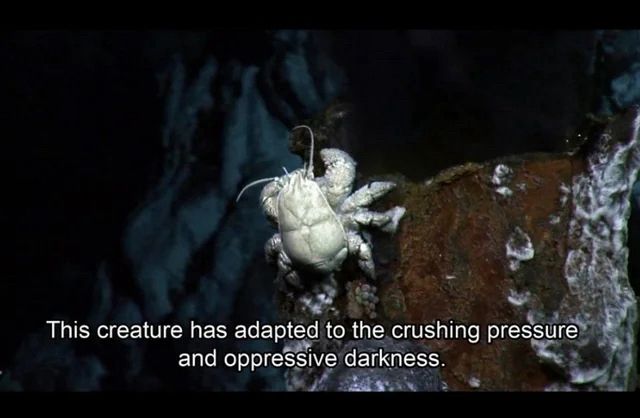 A picture of a deep-sea crab from a nature documentary, captioned “This creature has adapted to the crushing pressure and oppressive darkness.”