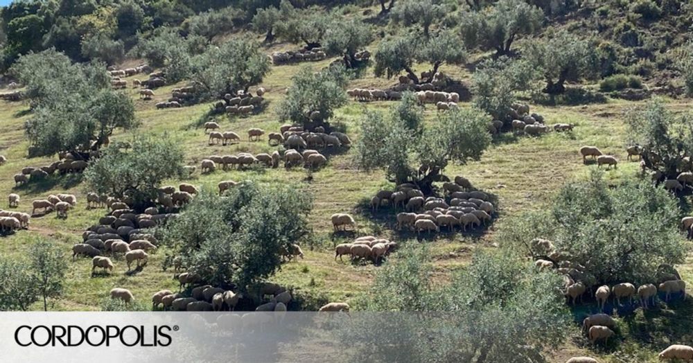 El olivar más sostenible de España que cuidan las ovejas y preserva la biodiversidad