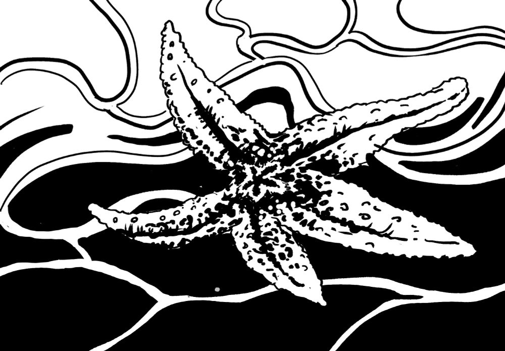 Black and white drawing of a starfish floating underwater, looking up toward the wavy surface of the water. 