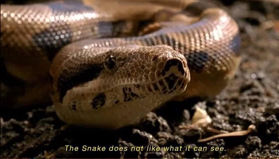 A picture is a snake with the text “the snake does not like what it can see”