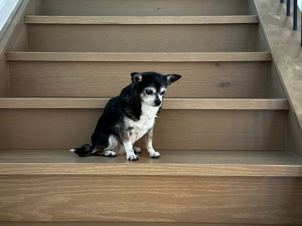 Trixie the 14yo chihuahua is under the weather and might not make it to Christmas. This is she a few days ago, staring at the staircase and wondering how she got there.