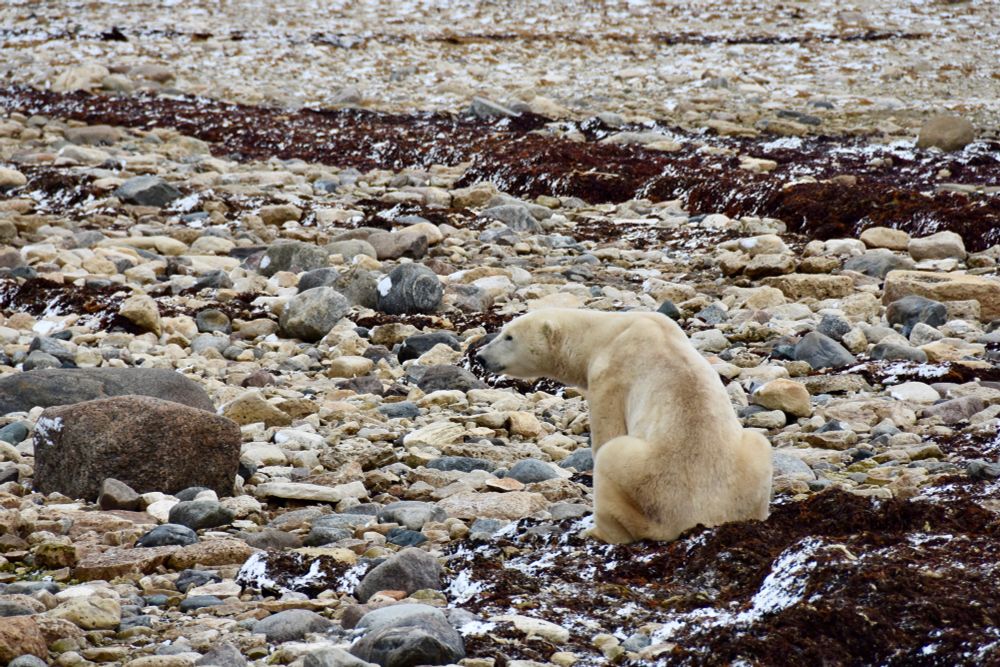 A polar bear sitting in kelp and staring wistfully into the distance.