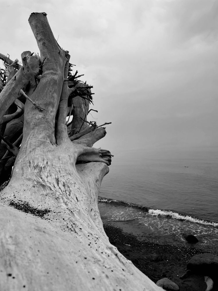 Log at the beach on a grey, misty day. 