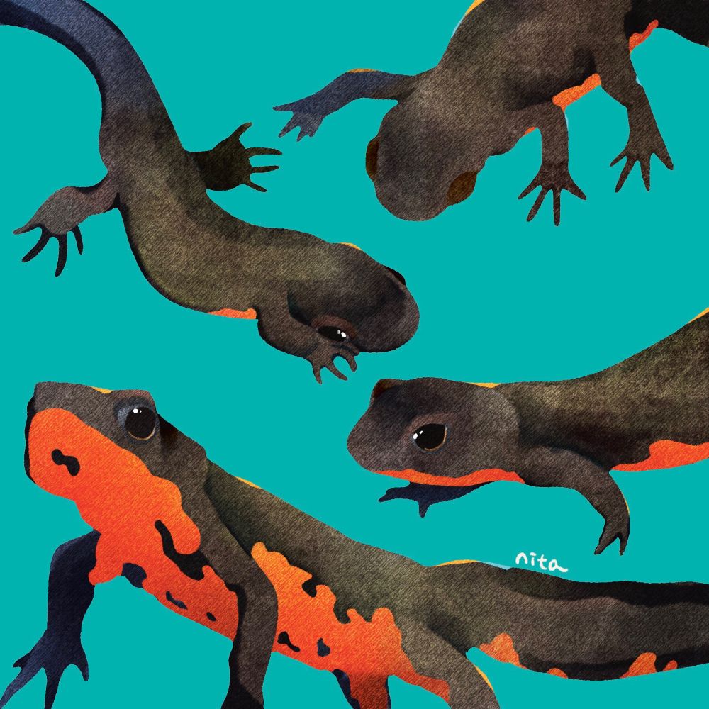 アカハライモリちゃんのイラストです。