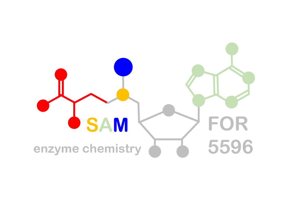 logo of research group FOR 5596 on SAM-dependent enzyme chemistry showing the chemical structure of S-adenosylmethionine