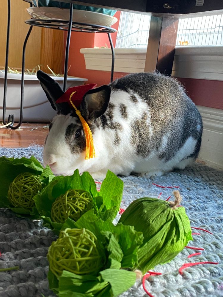 A very pampered house rabbit in a red mortarboard hat with gold tassel