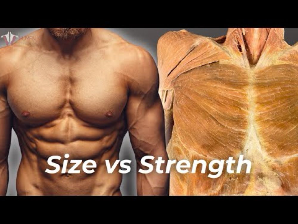 Strength vs Hypertrophy: The Science of Building Muscle